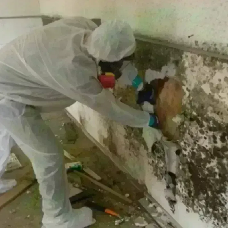 Mold Remediation and Removal in Osceola, NE